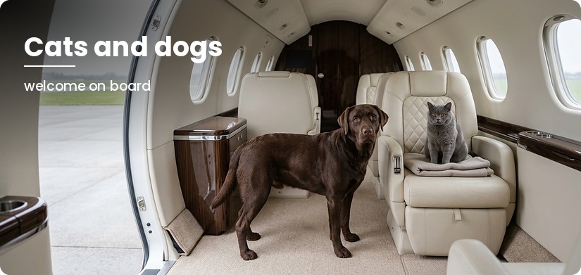 Dog in the cabin of a private jet to Berlin