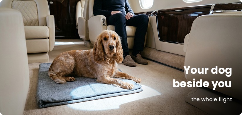 cat travelling in a private jet cabin