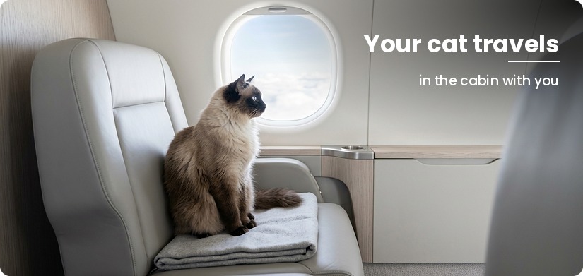 pet travel documents for a flight to the uk